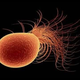 Illustration for article titled This modified microbe could turn carbon emissions into fuel
